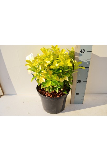 Бруслина японська Ел Дорадо